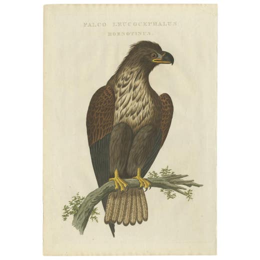 White-Tailed Eagle – Falco Leucocephalus Hornotinus – Antique Bird Print c.1829