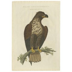 Antiker antiker Vogeldruck des weiß taillierten Adlers von Sepp & Nozeman, 1829