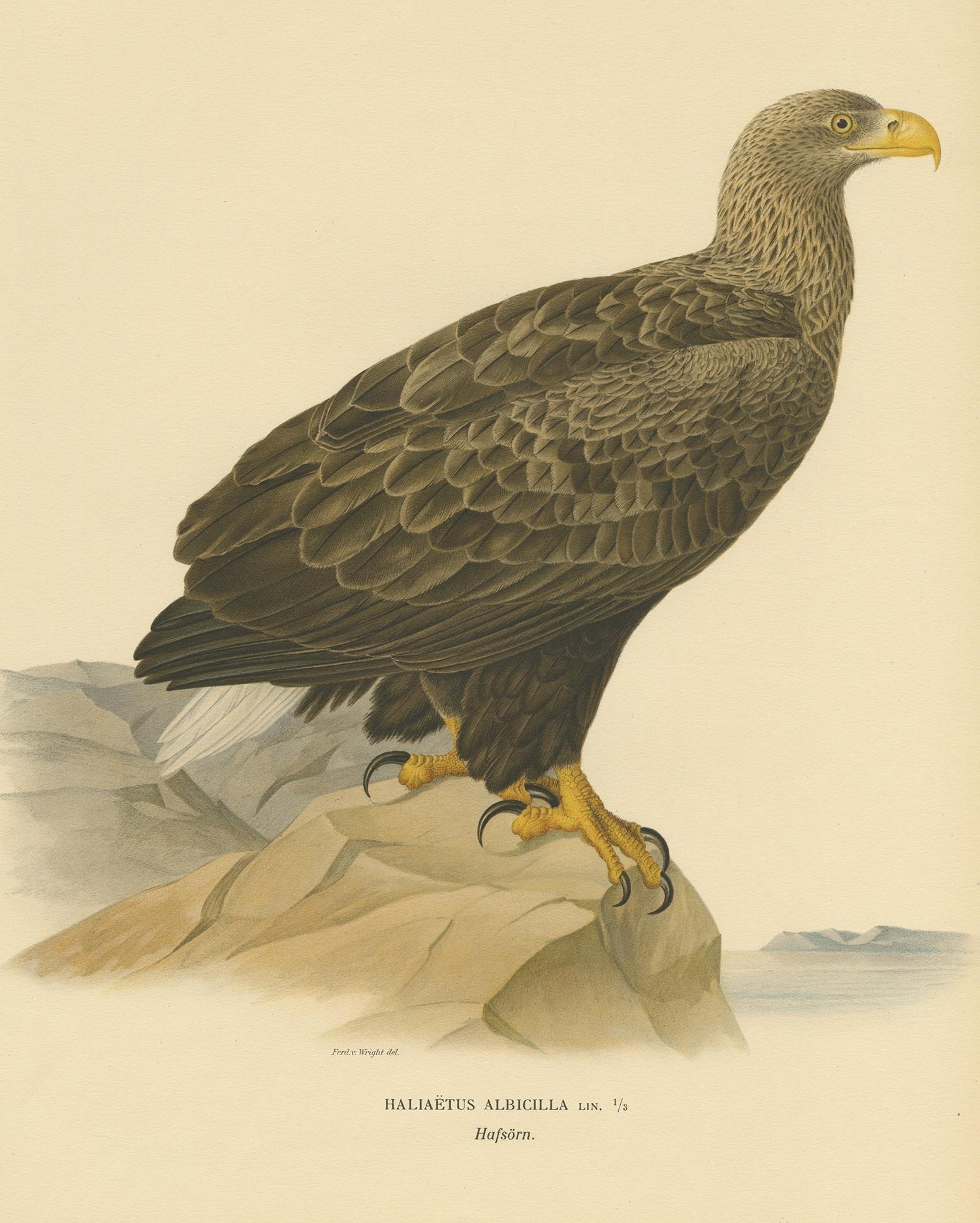 Gravure ancienne d'oiseau intitulée 'Haliaëtus Albicilla'. Ancienne gravure d'oiseau représentant le pygargue à queue blanche. Cette estampe est tirée de 