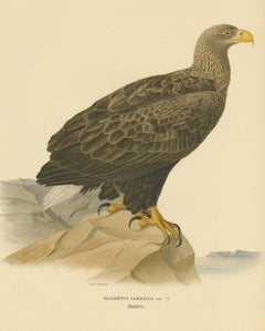 Antique Bird Print of the White-Tailed Eagle, 1917
