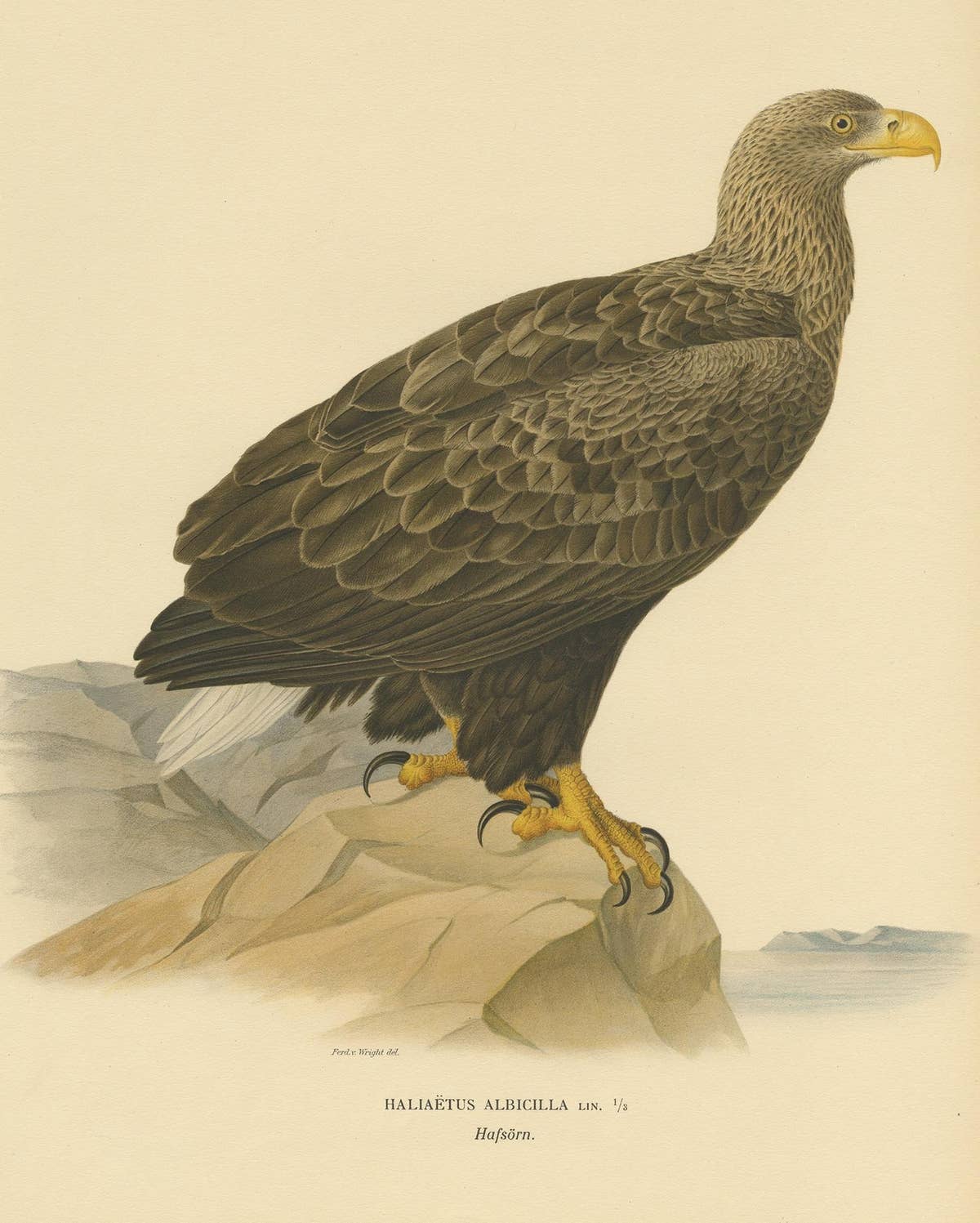 Antique Bird Print of the White-Tailed Eagle, 1917