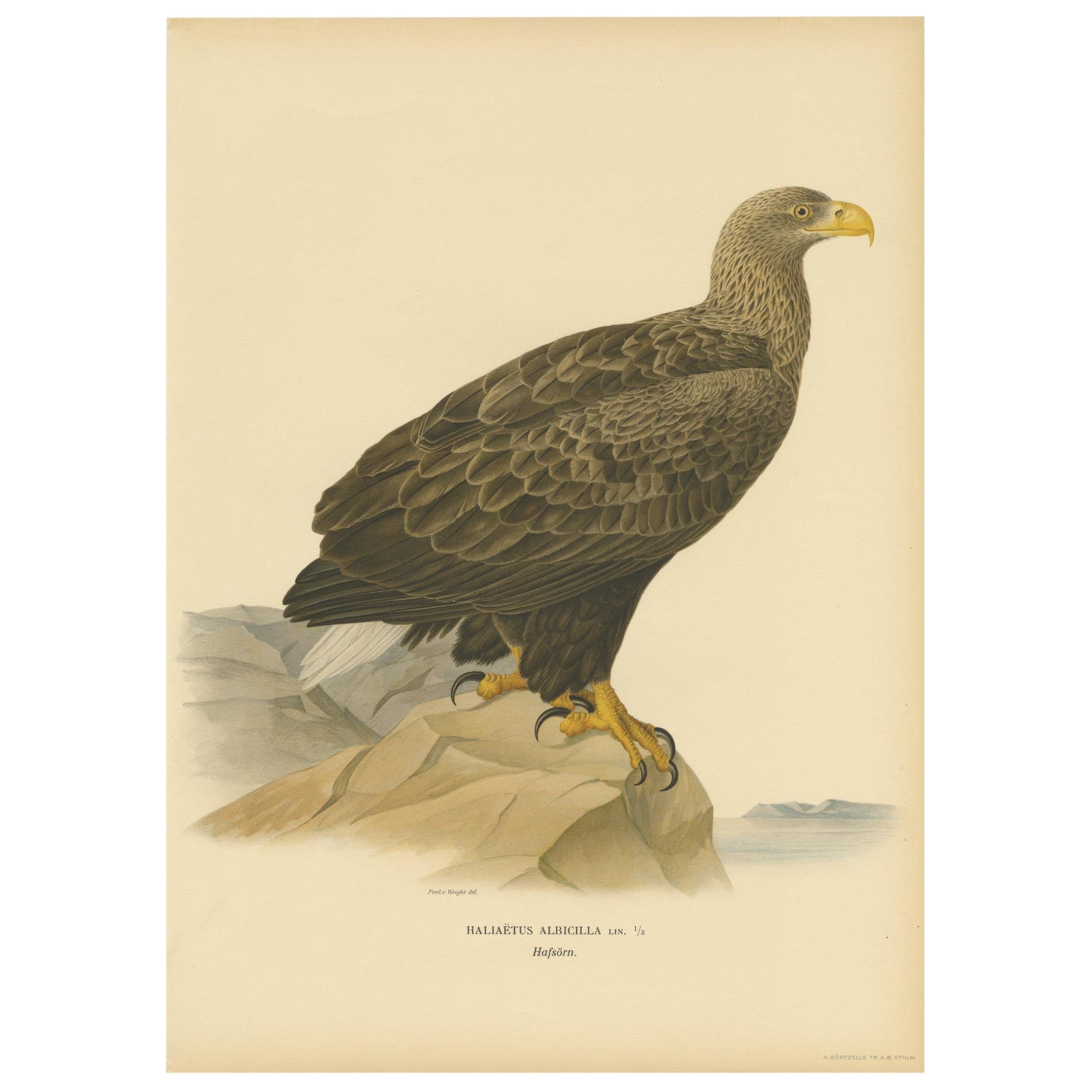 Impression oiseau ancienne de l'aigle à queue blanche, 1917