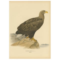 Stampa antica di uccelli dell'aquila dalla coda bianca, 1917