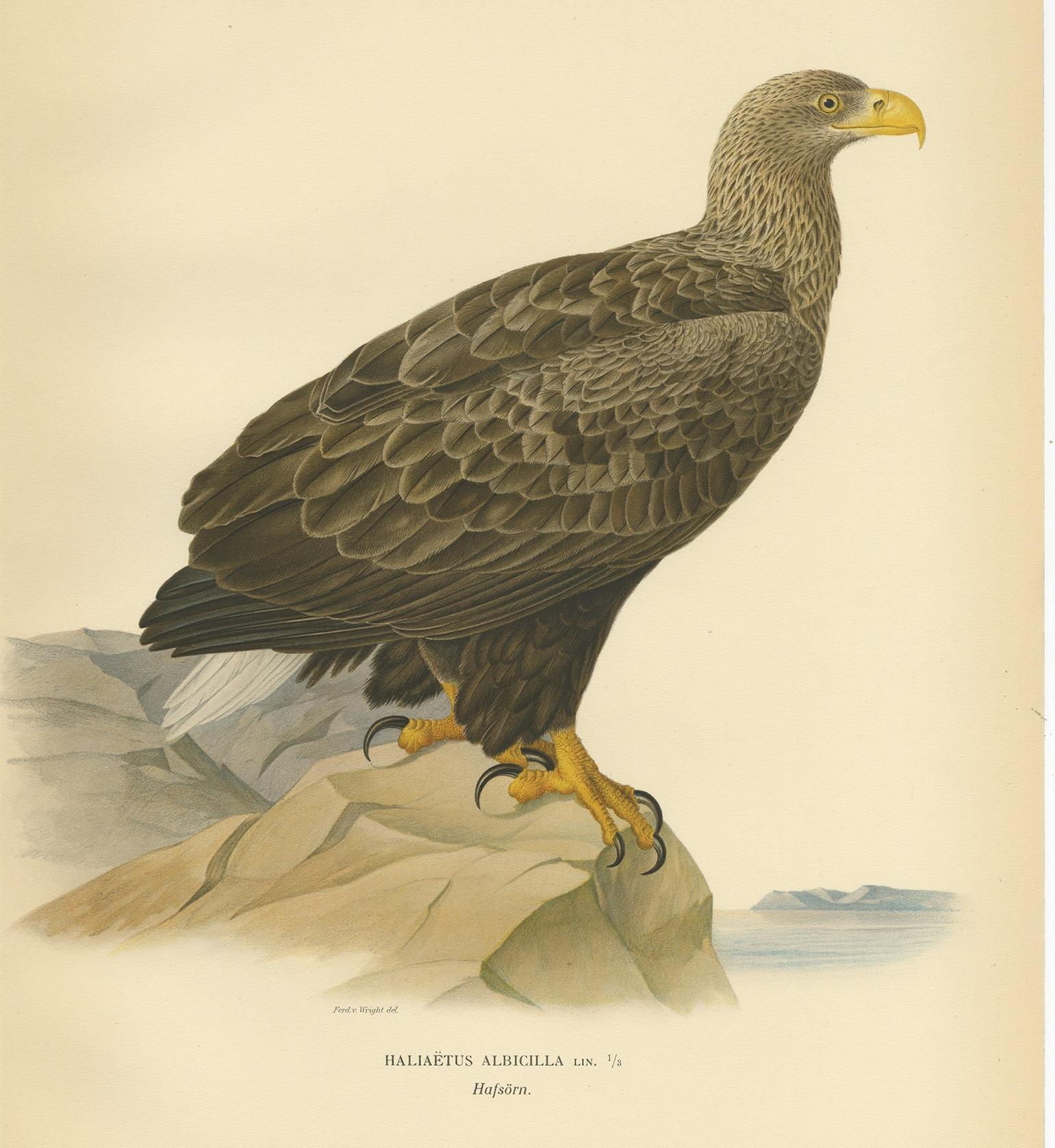 Antique bird print titled 'Haliaëtus Albicilla'. Old bird print depicting the white-tailed eagle. This print originates from 'Svenska Foglar Efter Naturen Och Pa Stenritade' by Magnus von Wright.