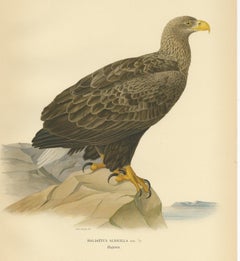 Stampa antica di uccelli dell'aquila dalla coda bianca, '1929