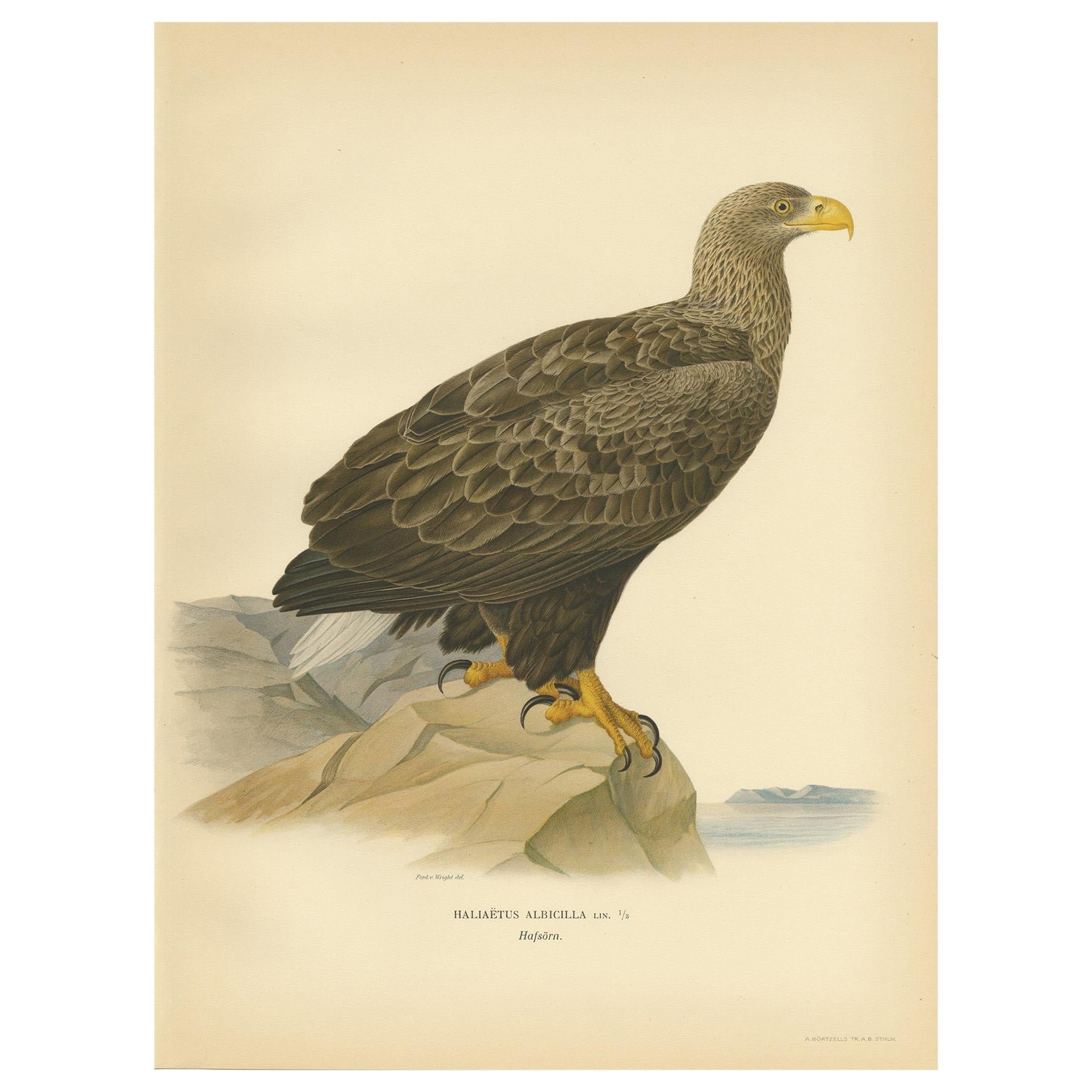 Antique Bird Print of the White-Tailed Eagle, '1929' For Sale
