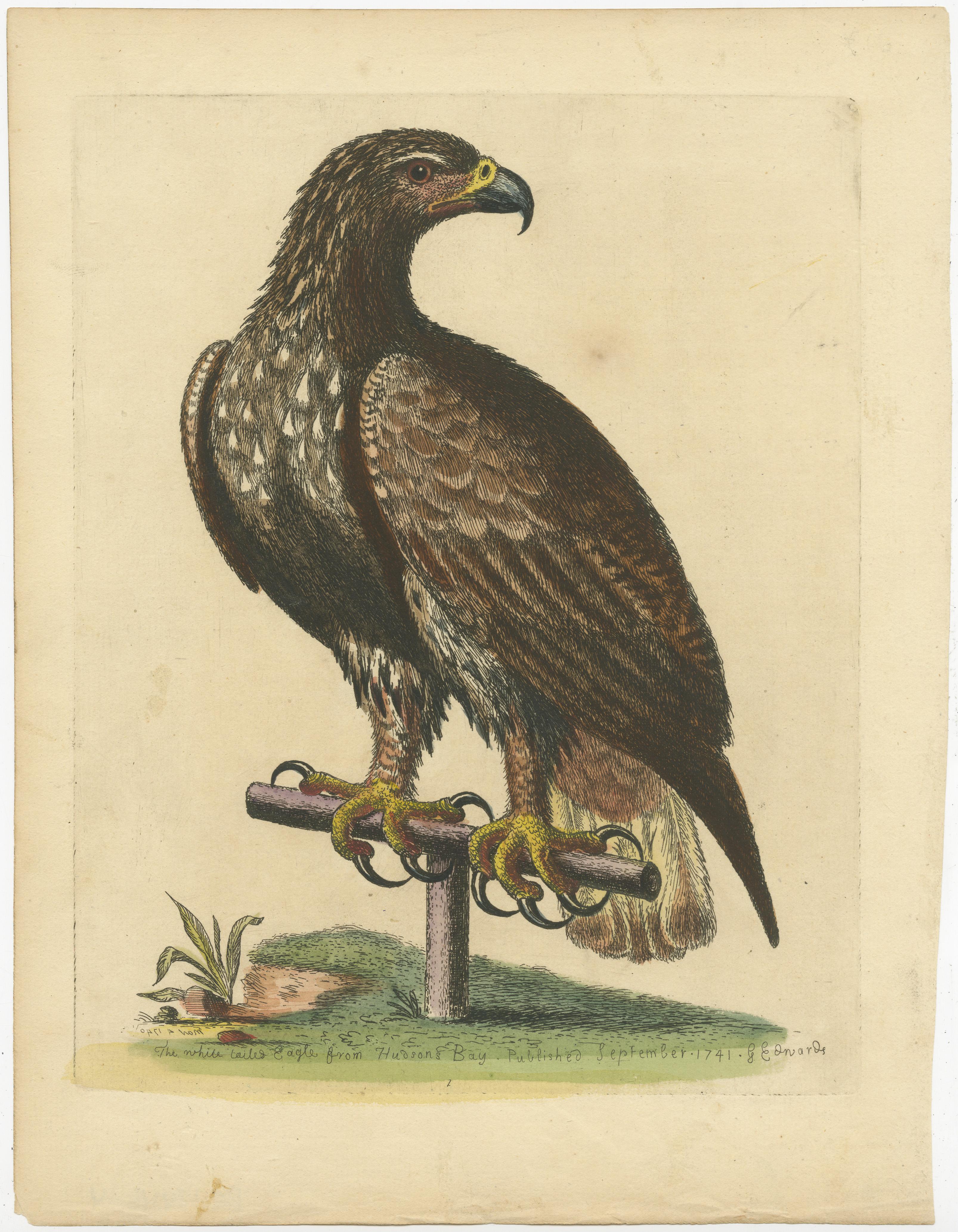 Original antique bird print of a white-tailed eagle. Published by George Edwards circa 1750. 

George Edwards FRS (3 April 1694 – 23 July 1773) was an English naturalist and ornithologist, known as the 