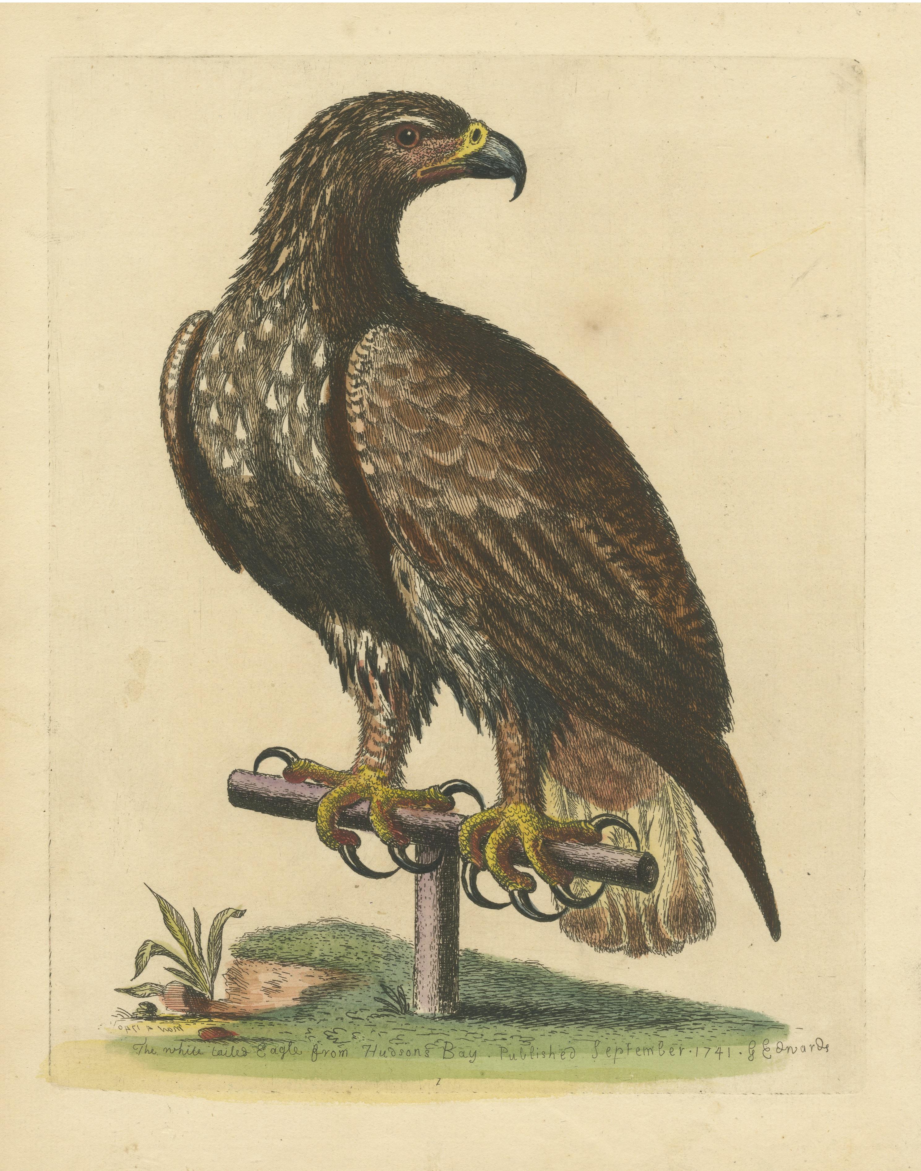 Impression ancienne d'oiseau à queue d'aigle blanche Bon état - En vente à Langweer, NL