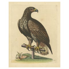 Impression ancienne d'oiseau à queue d'aigle blanche