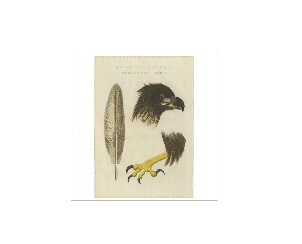 Antique print titled 'Falco Leucocephalus hornotinus tab. 2'. The white-tailed eagle (Haliaeetus albicilla) is a very large eagle widely distributed across Eurasia. As are all eagles, it is a member of the family Accipitridae (or accipitrids) which
