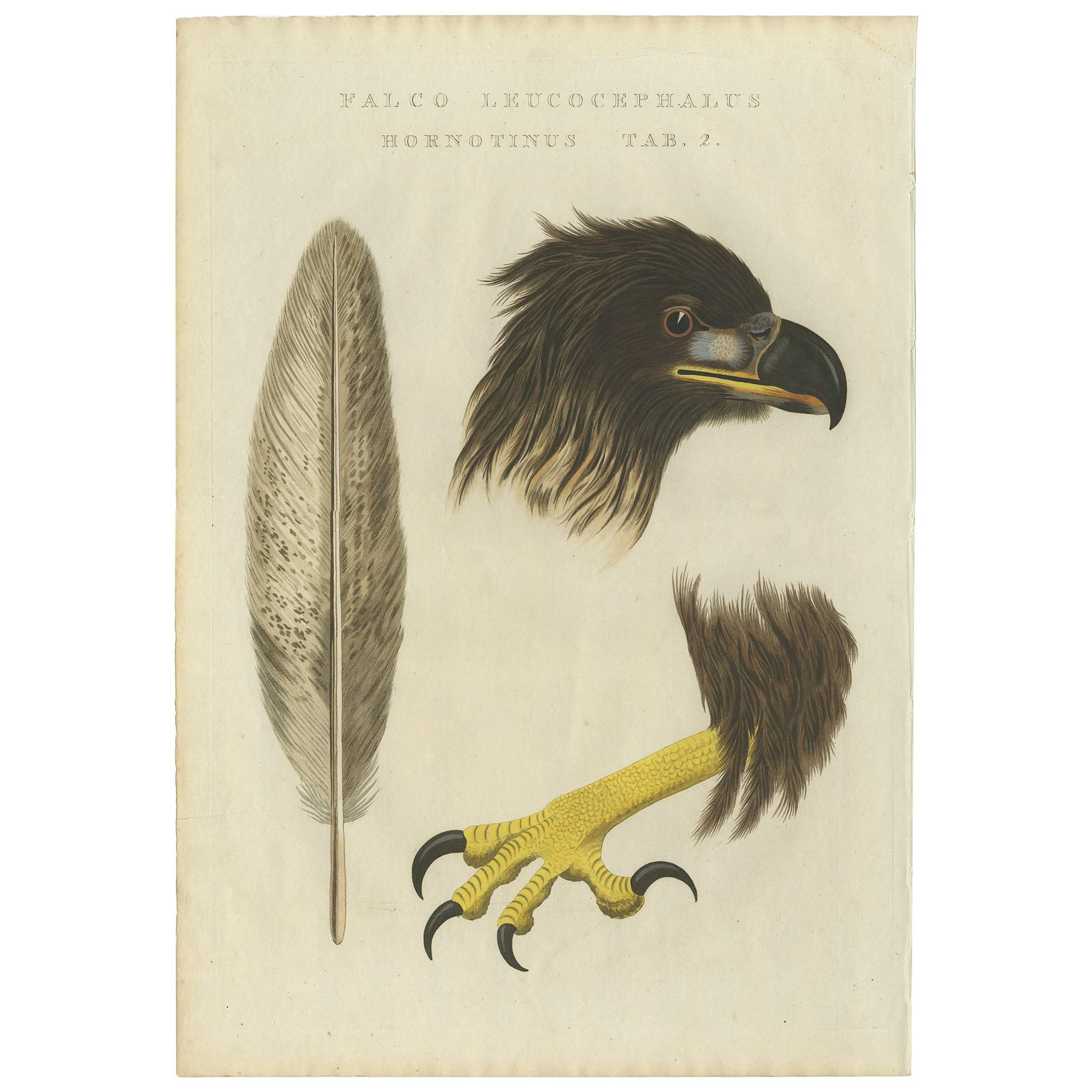 Antique Bird Print of the White-Tailed Eagle 'tab 2.' by Sepp & Nozeman, 1829 For Sale