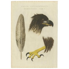 Antiker Vogeldruck des weiß taillierten Adlers „tab 2.“ von Sepp & Nozeman, 1829