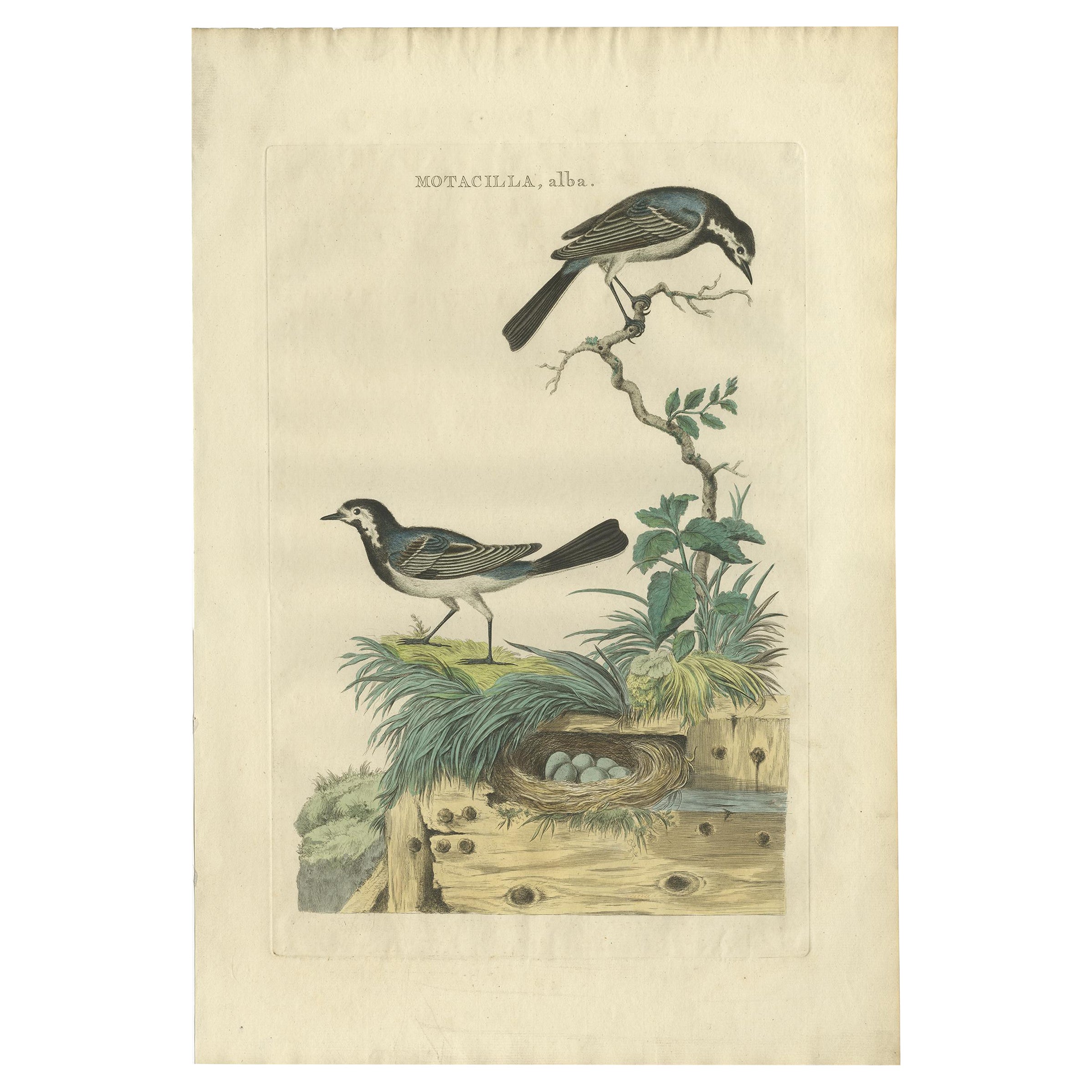 Antiker Vogeldruck des weißen Wagtails von Sepp & Nozeman, 1789