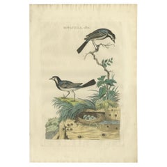 Grabado antiguo de Ave lavandera blanca por Sepp & Nozeman, 1789