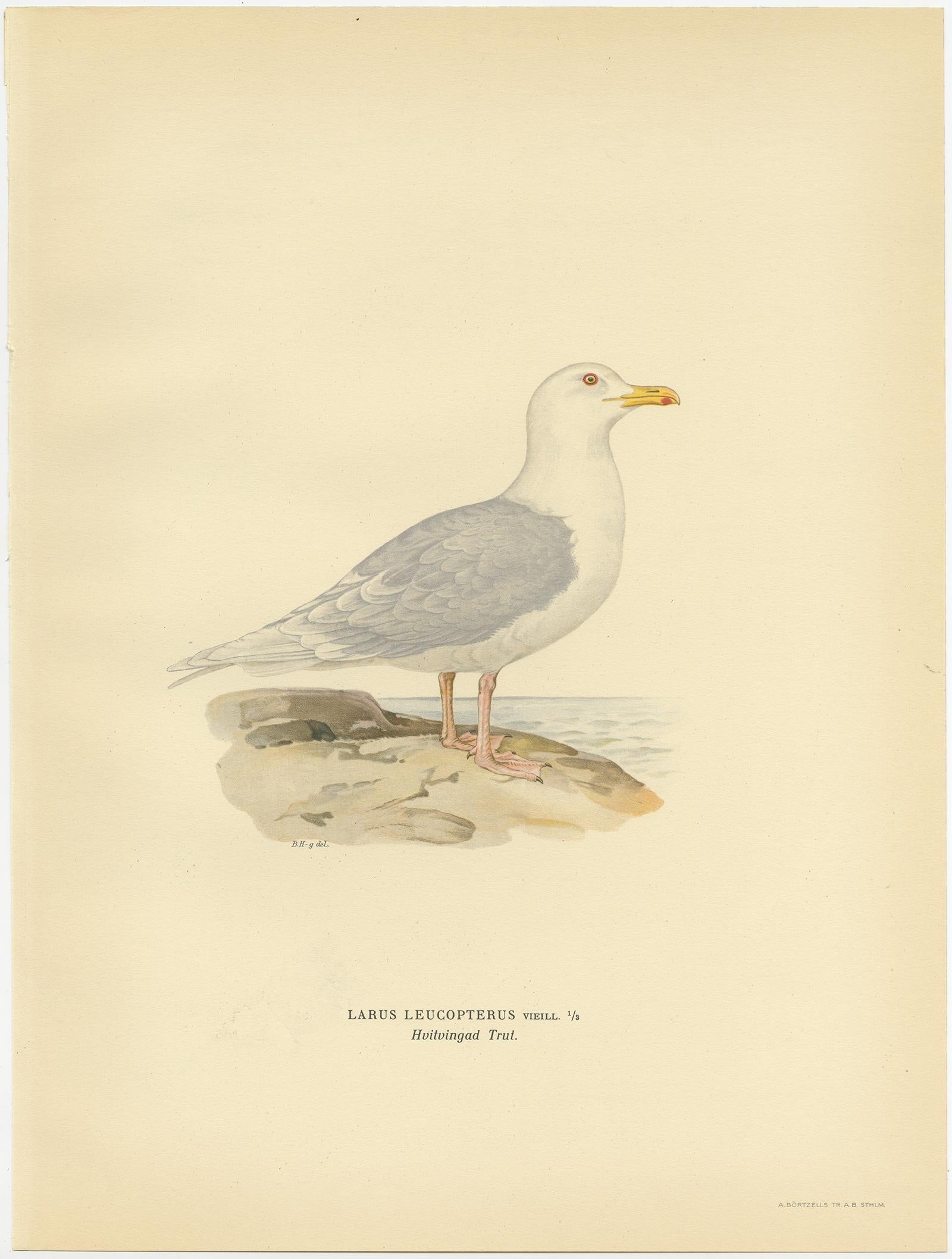 Antique bird print titled 'Larus Leucopterus'. Old bird print depicting the White-Winged Tern. This print originates from 'Svenska Foglar Efter Naturen Och Pa Stenritade' by Magnus von Wright.