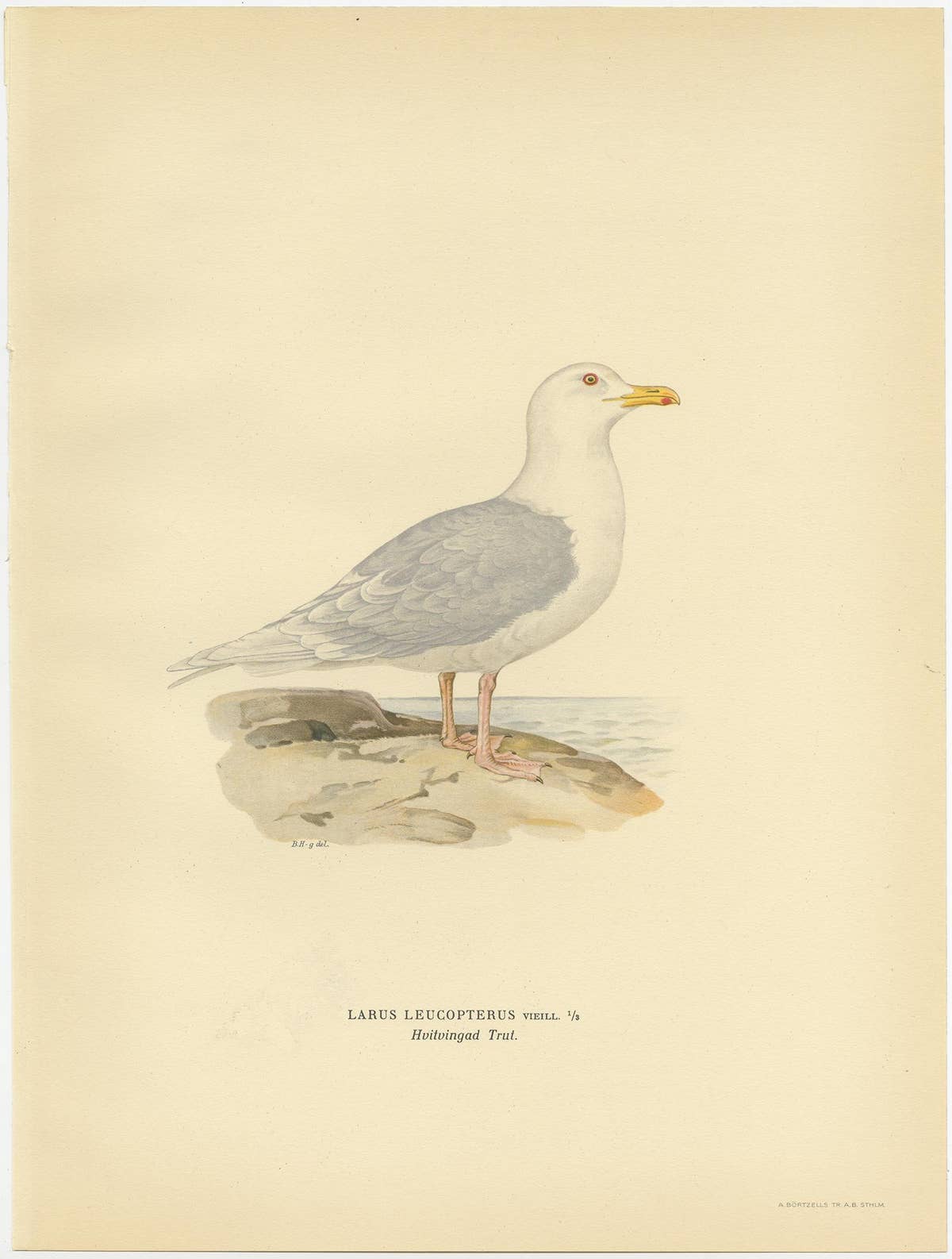 Antique Bird Print of the White-Winged Tern by Von Wright, 1929
