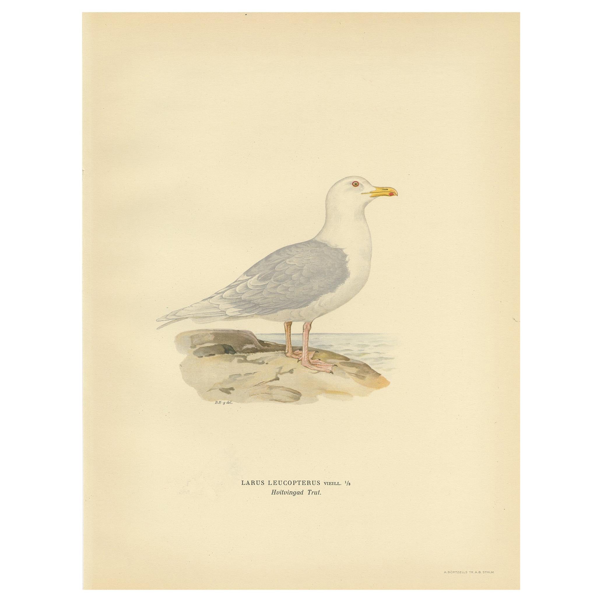 Antique Bird Print of the White-Winged Tern by Von Wright, 1929