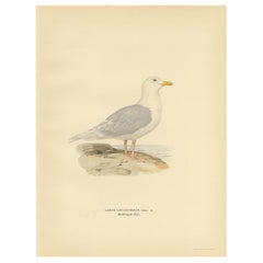 Vintage Bird Print of the White-Winged Tern by Von Wright, 1929