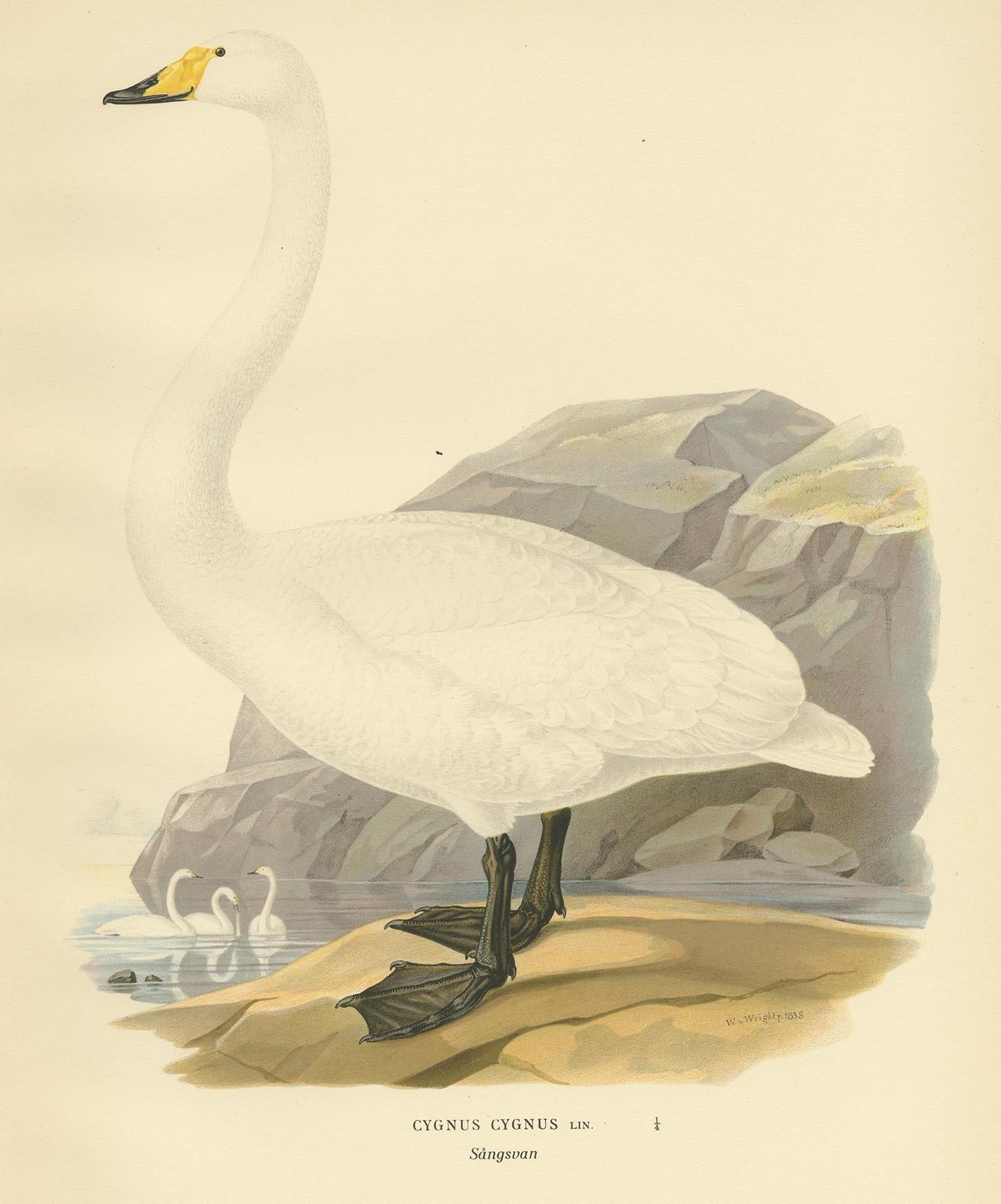Antique bird print titled 'Cygnus Cygnus'. Old bird print depicting the whooper swan. This print originates from 'Svenska Foglar Efter Naturen Och Pa Stenritade' by Magnus von Wright.