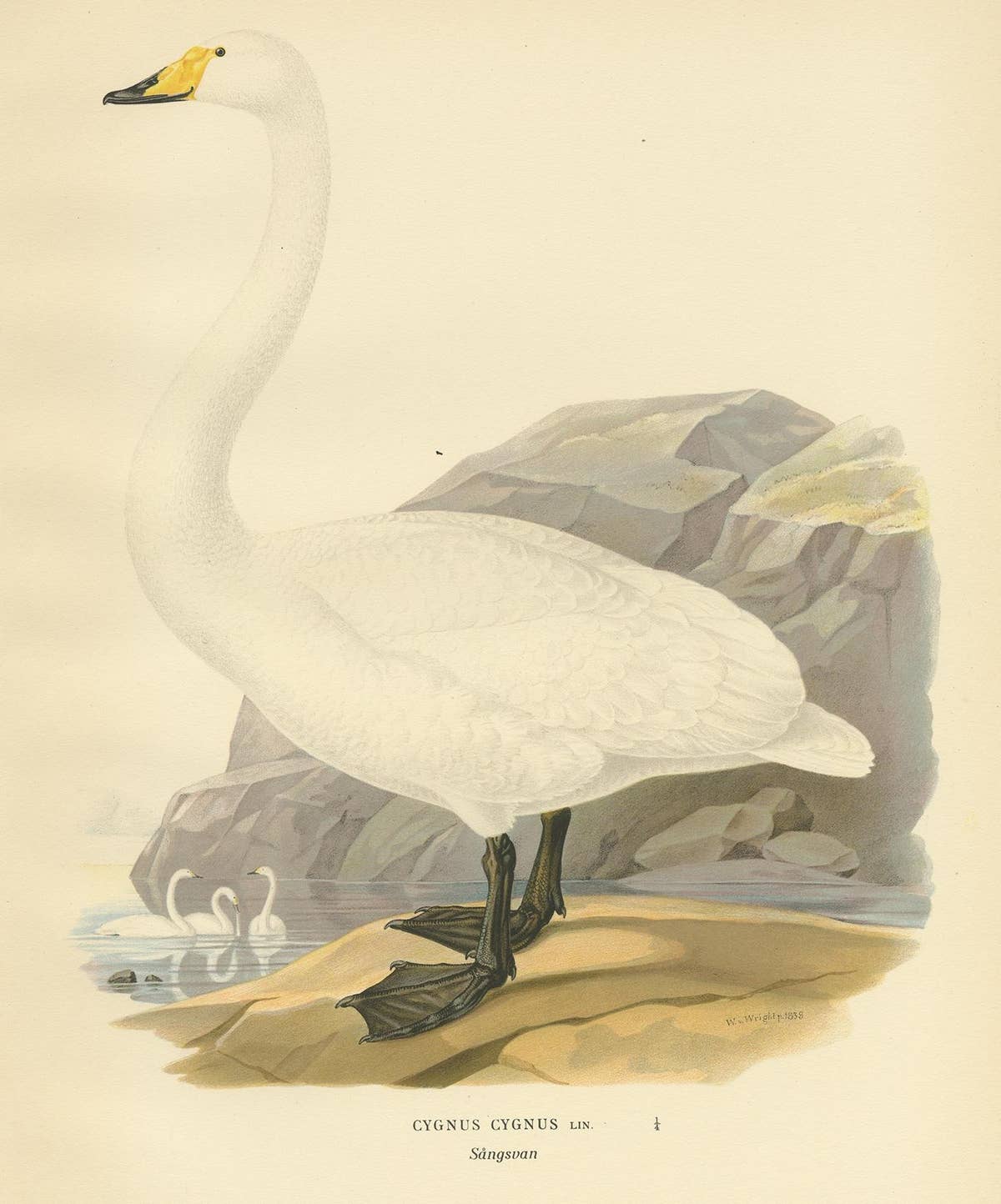 Cygnus Cygnus Antique Bird Print, Whooper Swan, Early 20th Century
