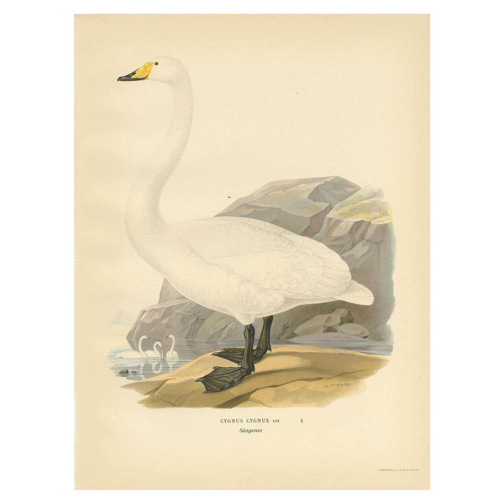 Antique Bird Print of the Whooper Swan, 1929 For Sale