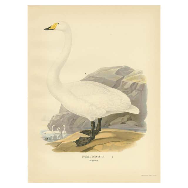 Swans on a Quiet Lake – Graceful Antique Bird Chromolithograph c.1880 ...