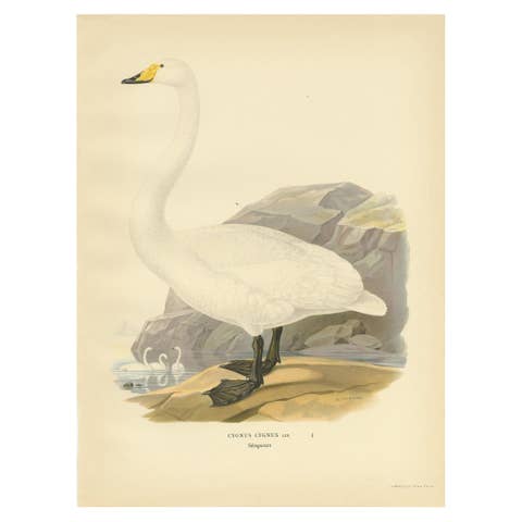 Cygnus Cygnus Antique Bird Print, Whooper Swan, Early 20th Century