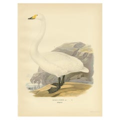 Antique Bird Print of the Whooper Swan, 1929