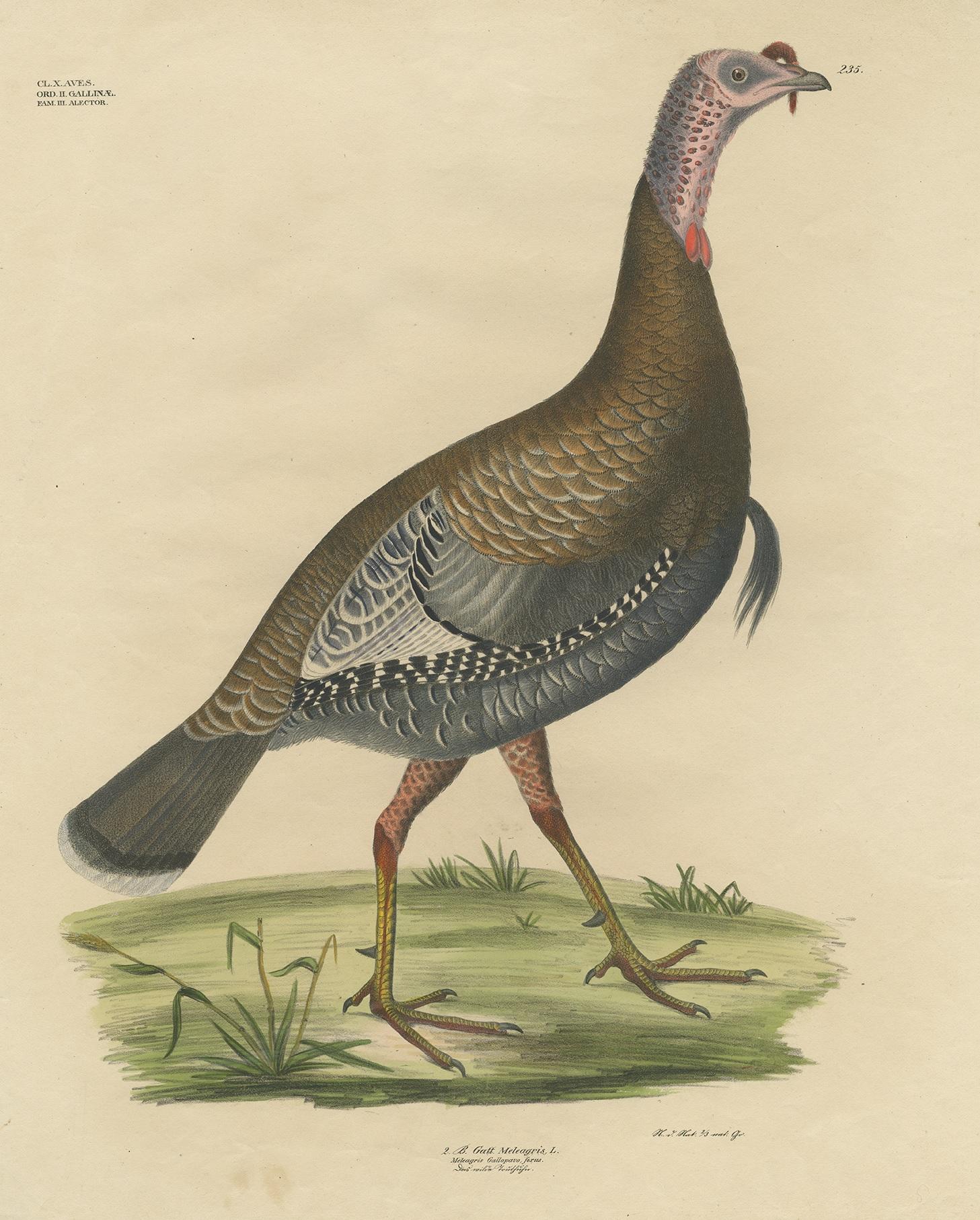Antique bird print titled 'Gatt Meleagris'. Large lithograph of the wild turkey, an upland ground bird native to North America, one of two extant species of turkey, and the heaviest member of the diverse Galliformes. It is the same species as the