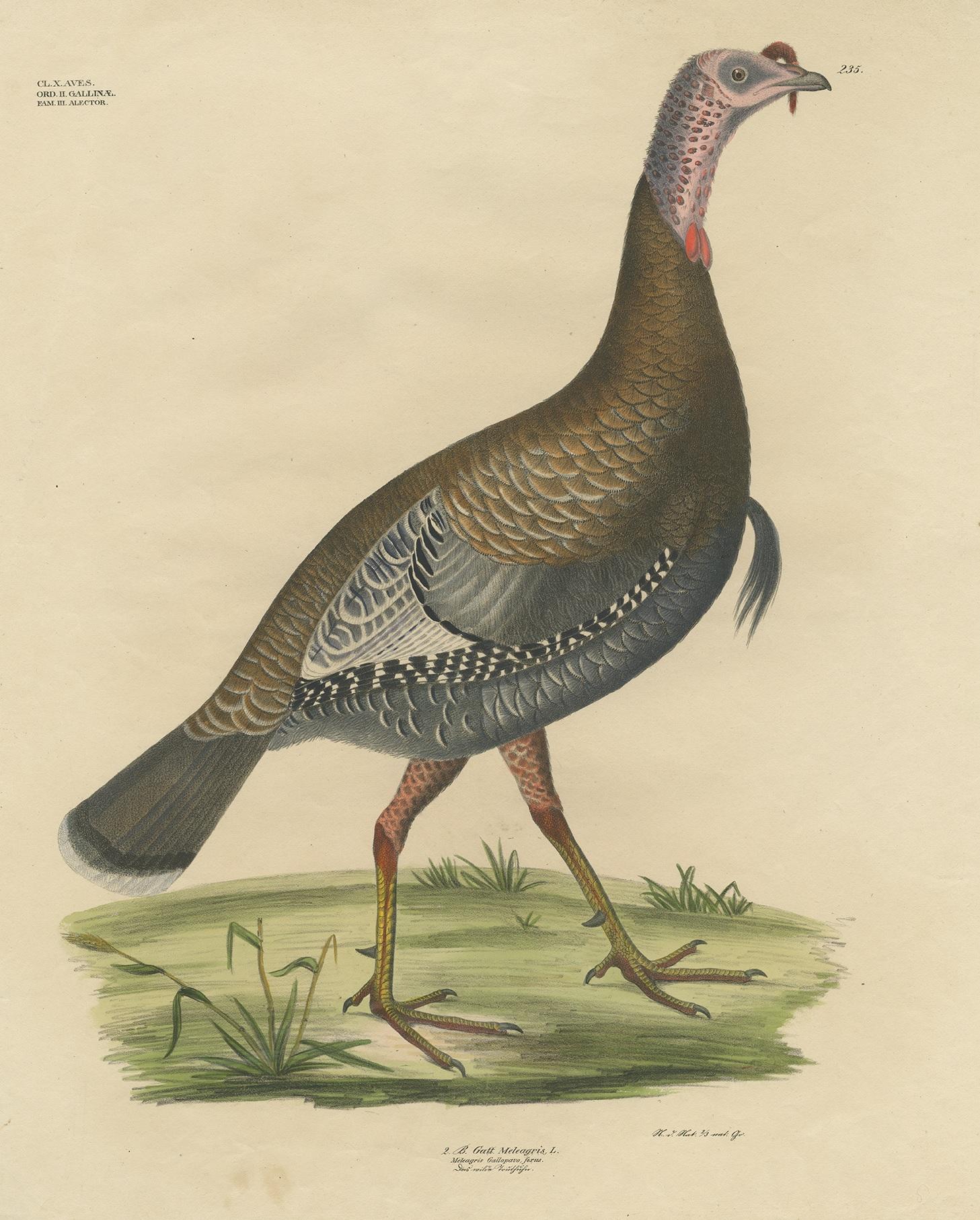 Gravure ancienne d'oiseau intitulée 'Gatt Meleagris'. Grande lithographie de la dinde sauvage, un oiseau terrestre originaire d'Amérique du Nord, l'une des deux espèces existantes de dinde et le membre le plus lourd de la famille des Galliformes. Il
