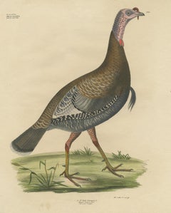 Gatt Meleagris Antique Lithograph Print of Wild Turkey, Circa 1824
