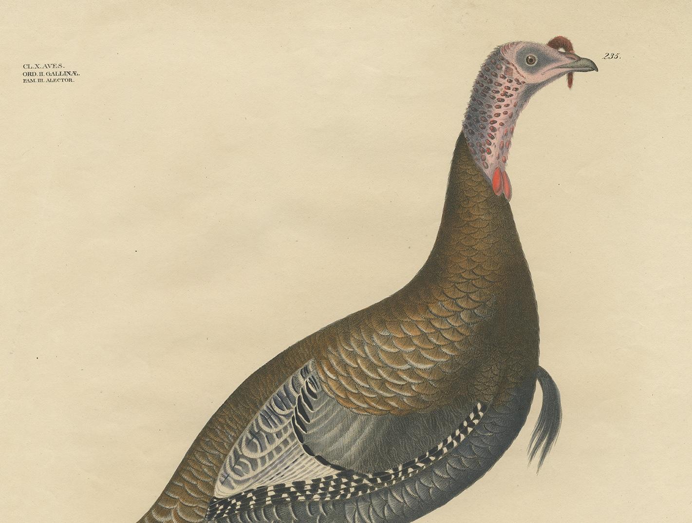 Antique Bird Print of the Wild Turkey by Goldfuss, circa 1824 In Good Condition For Sale In Langweer, NL