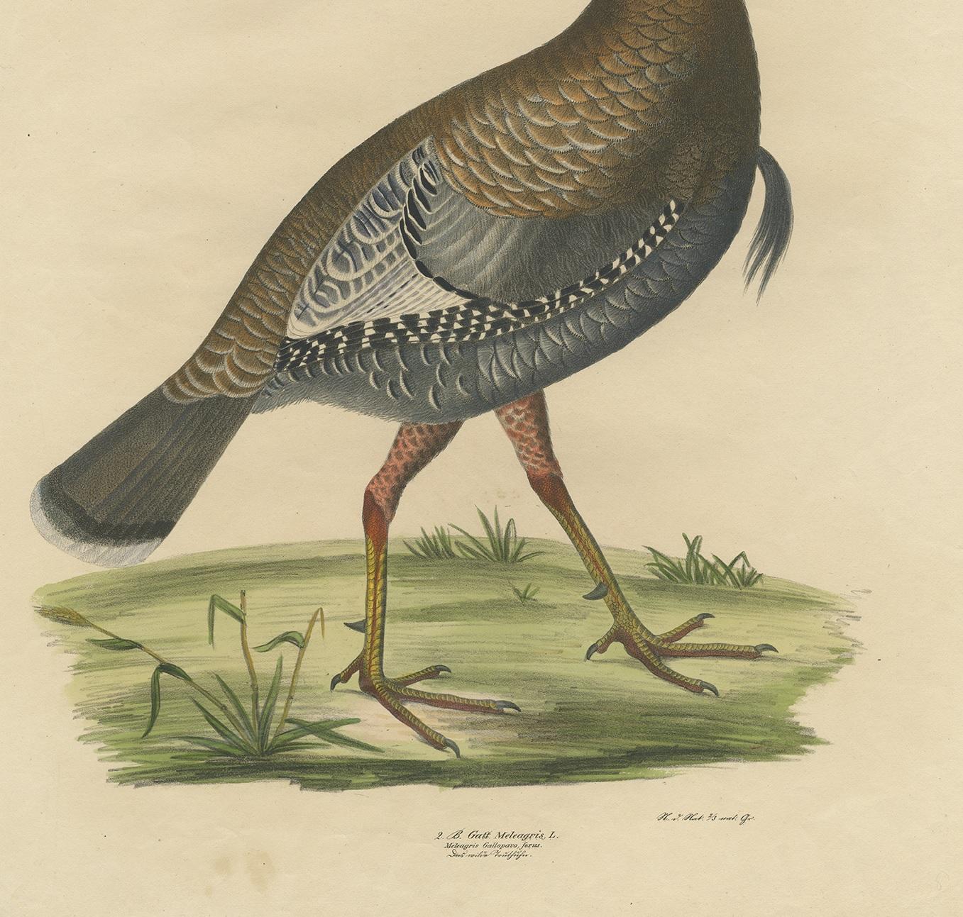 19th Century Antique Bird Print of the Wild Turkey by Goldfuss, circa 1824 For Sale