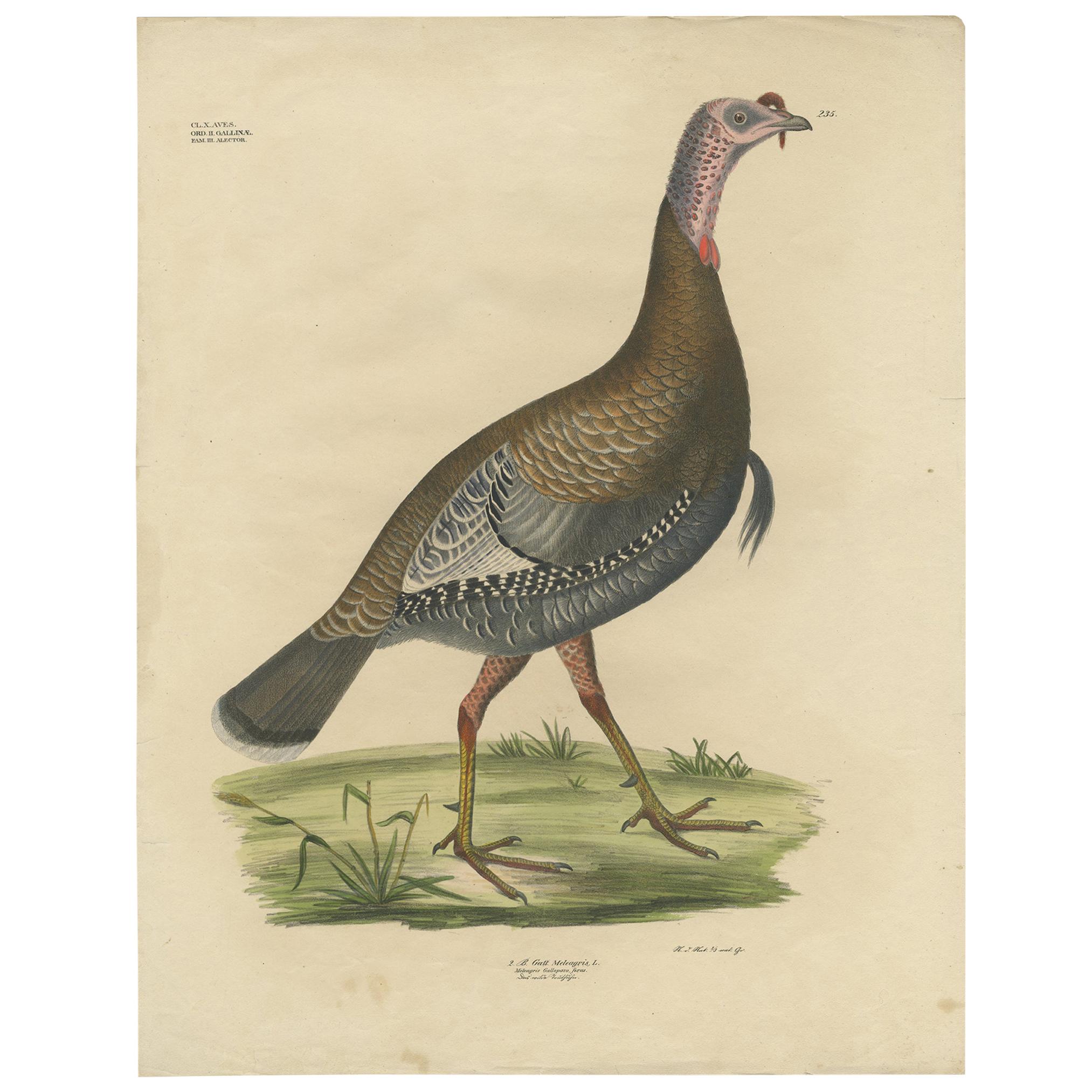 Antique Bird Print of the Wild Turkey by Goldfuss, circa 1824 For Sale