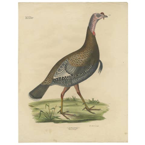 Gatt Meleagris Antique Lithograph Print of Wild Turkey, Circa 1824