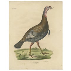 Antique Bird Print of the Wild Turkey by Goldfuss, circa 1824