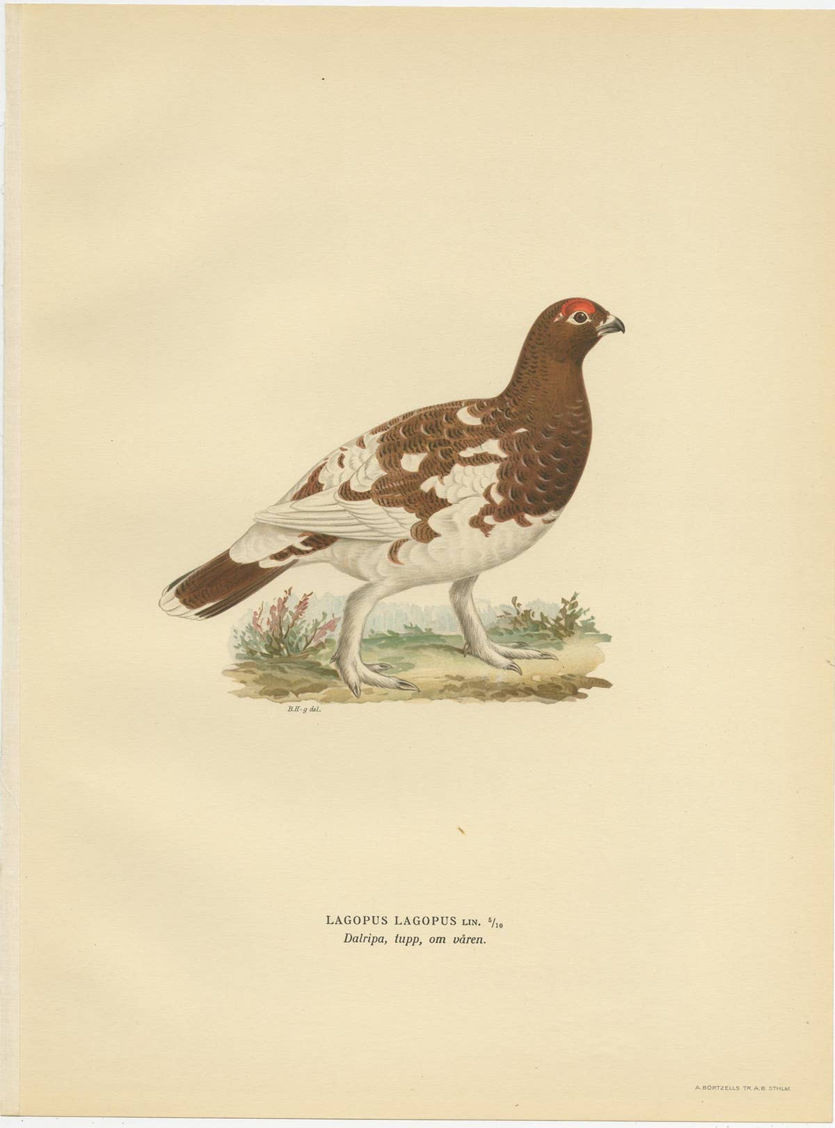 Antique Bird Print of the Willow Ptarmigan 'Female' by Von Wright '1929'