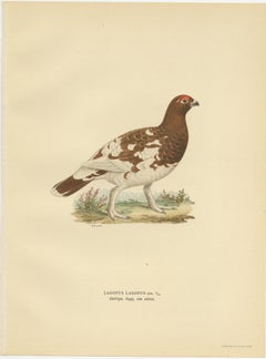 Antique Bird Print of the Willow Ptarmigan 'Female' by Von Wright '1929'