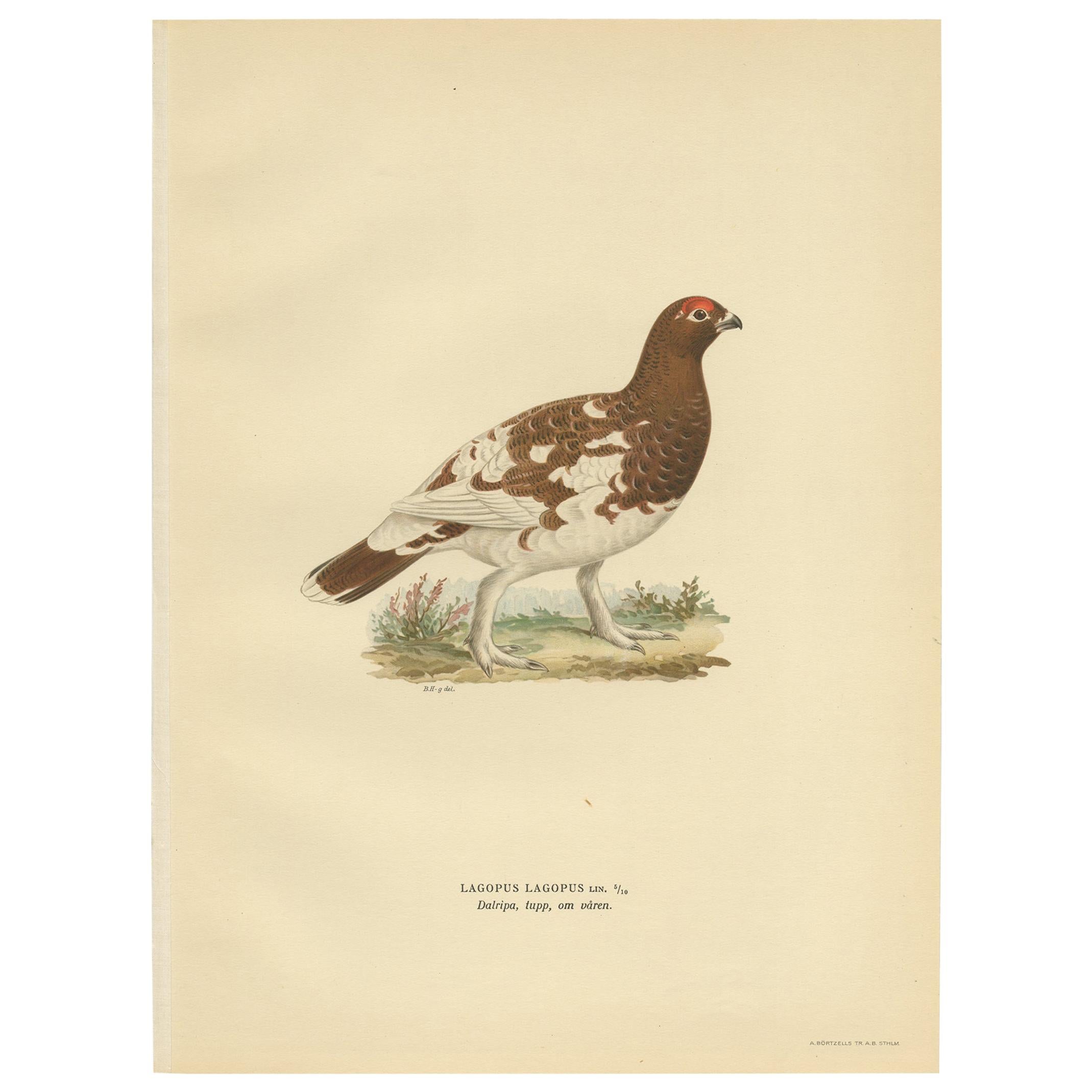 Antique Bird Print of the Willow Ptarmigan 'Female' by Von Wright '1929'