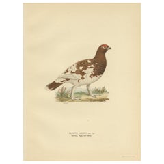 Antiker antiker Vogeldruck der Weidenptarmigan „Frau“ von Von Wright '1929