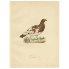 Antique Bird Print of the Willow Ptarmigan 'Female' by Von Wright '1929'