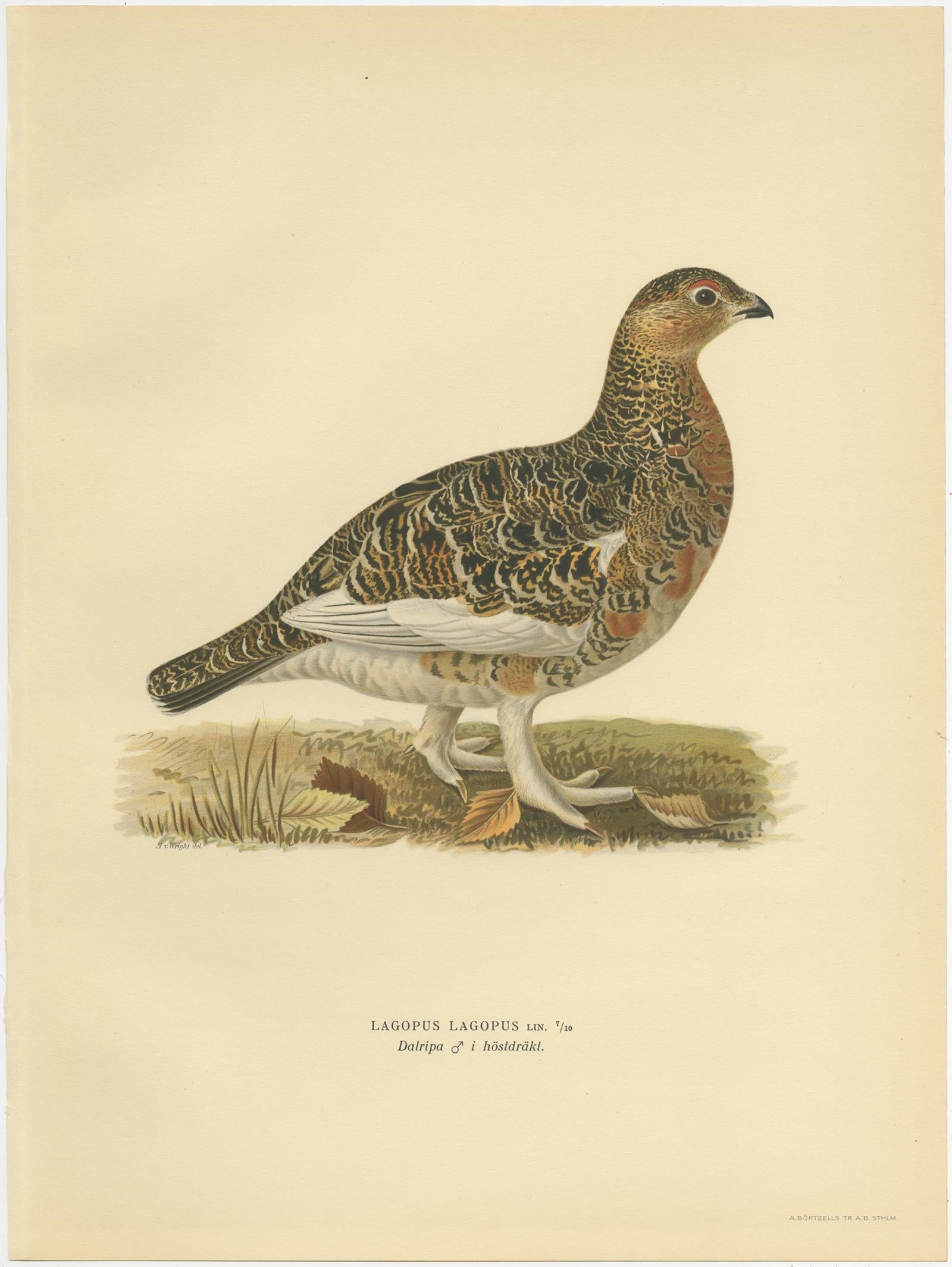 Antique bird print titled 'Lagopus Lagopus'. Old bird print depicting the Willow Ptarmigan (Male). This print originates from 'Svenska Foglar Efter Naturen Och Pa Stenritade' by Magnus von Wright.