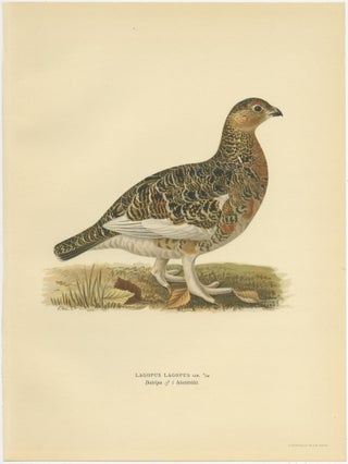Antique Bird Print of the Willow Ptarmigan 'Male' by Von Wright, 1929, view 2