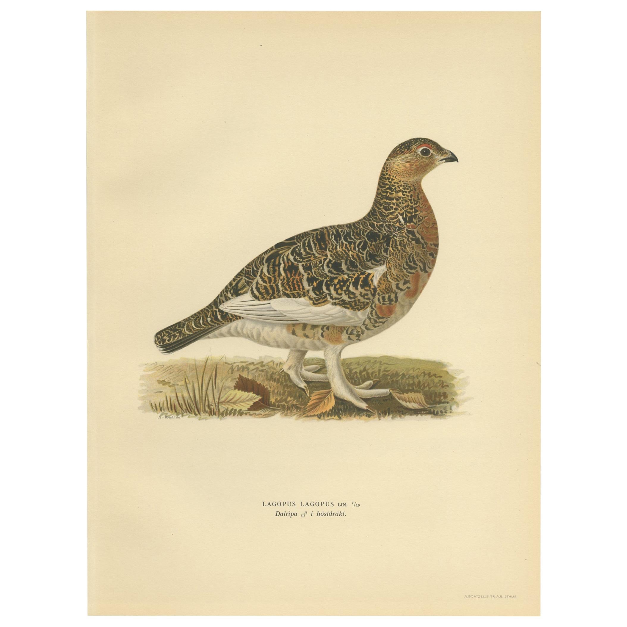 Antique Bird Print of the Willow Ptarmigan 'Male' by Von Wright, 1929
