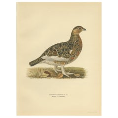 Antique Bird Print of the Willow Ptarmigan 'Male' by Von Wright, 1929