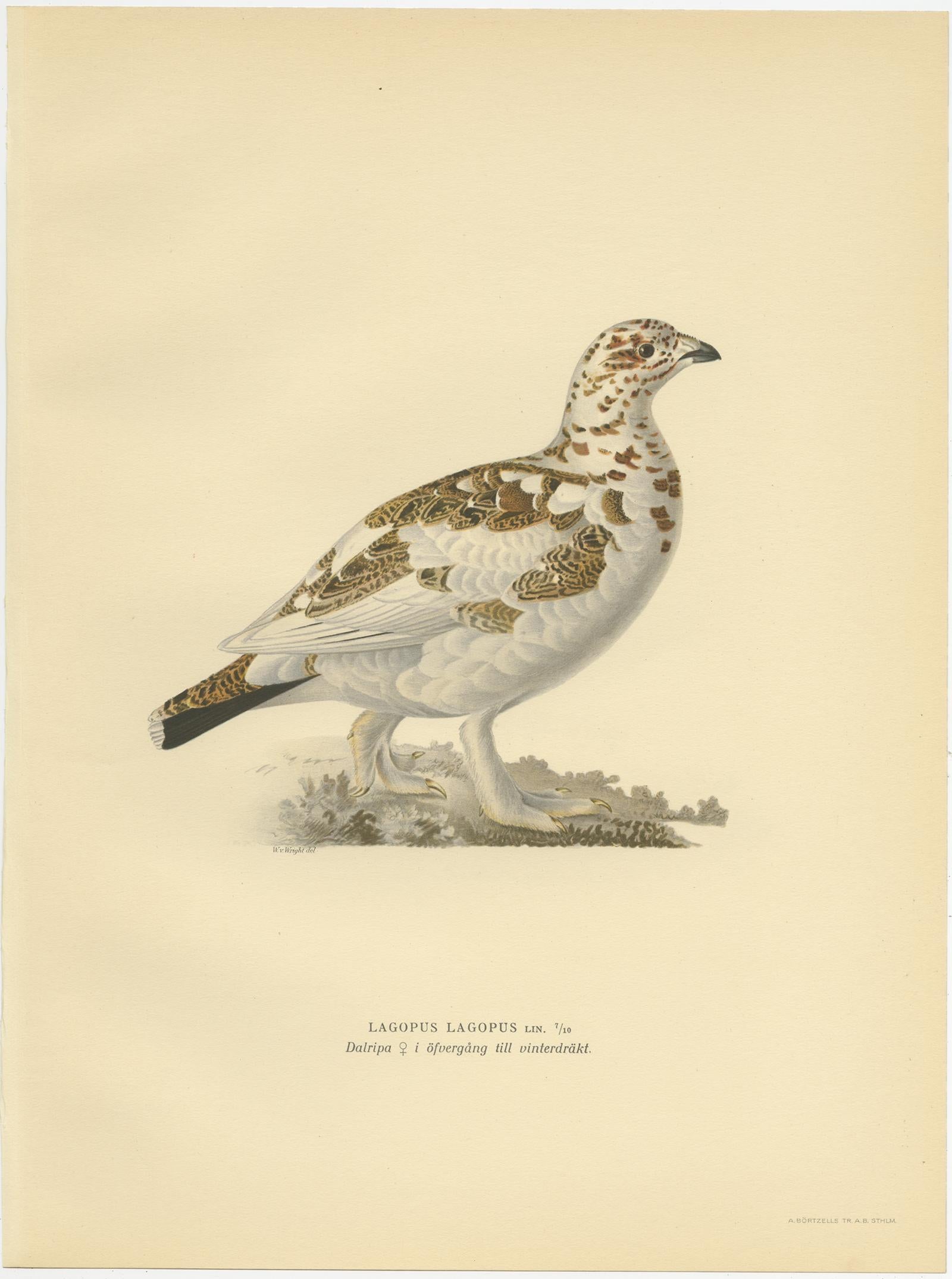 Antique bird print titled 'Lagopus Lagopus'. Old bird print depicting the Willow Ptarmigan (Winter). This print originates from 'Svenska Foglar Efter Naturen Och Pa Stenritade' by Magnus von Wright.