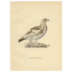 Antique Bird Print of the Willow Ptarmigan 'Winter' by Von Wright, 1929