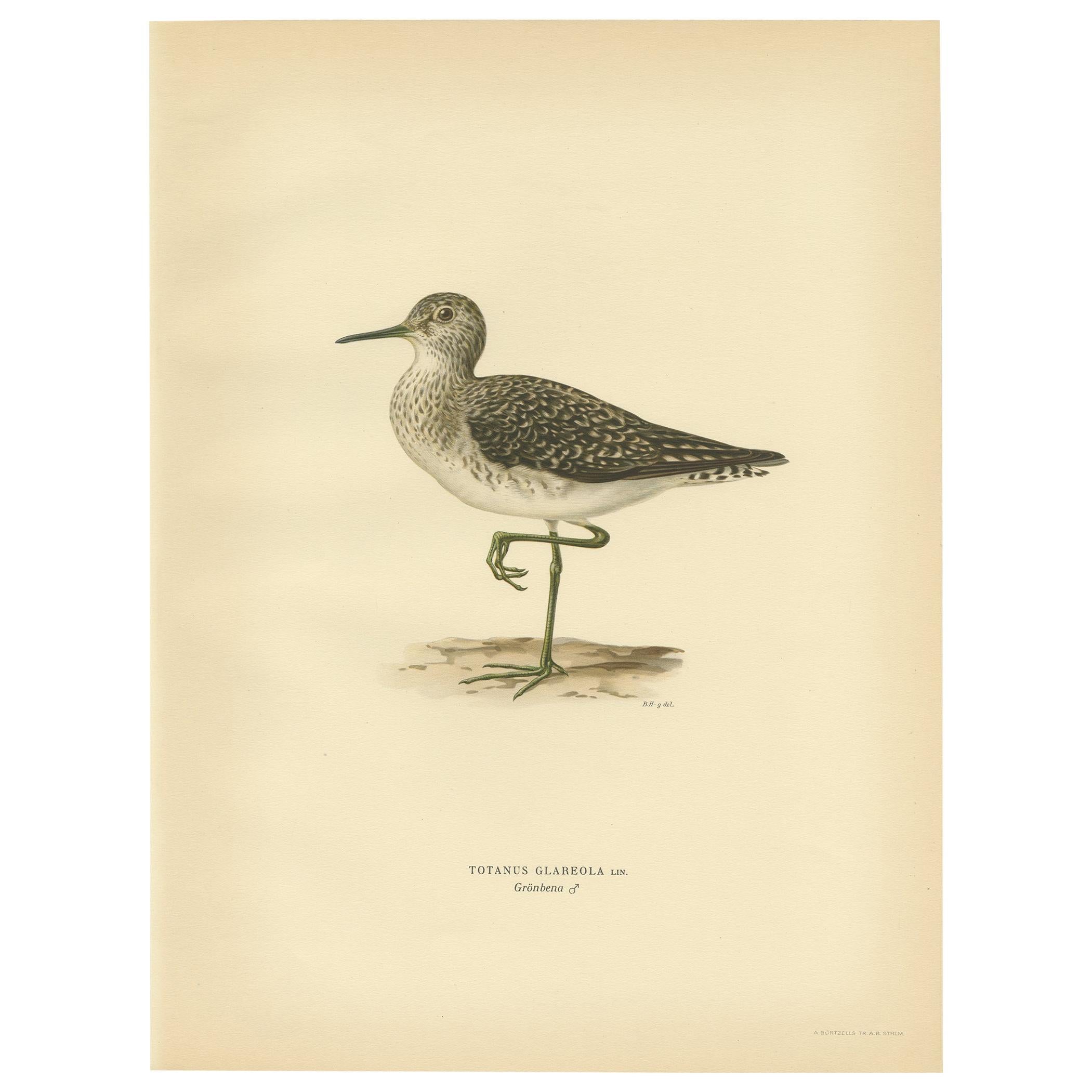 Antique Bird Print of the Wood Sandpiper 'Male' by Von Wright, 1929