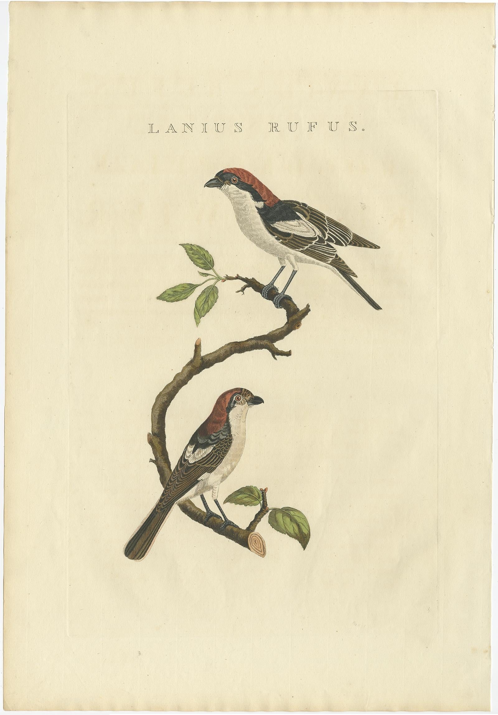 Antique Bird Print of the Woodchat Shrike by Sepp & Nozeman, 1829 For Sale