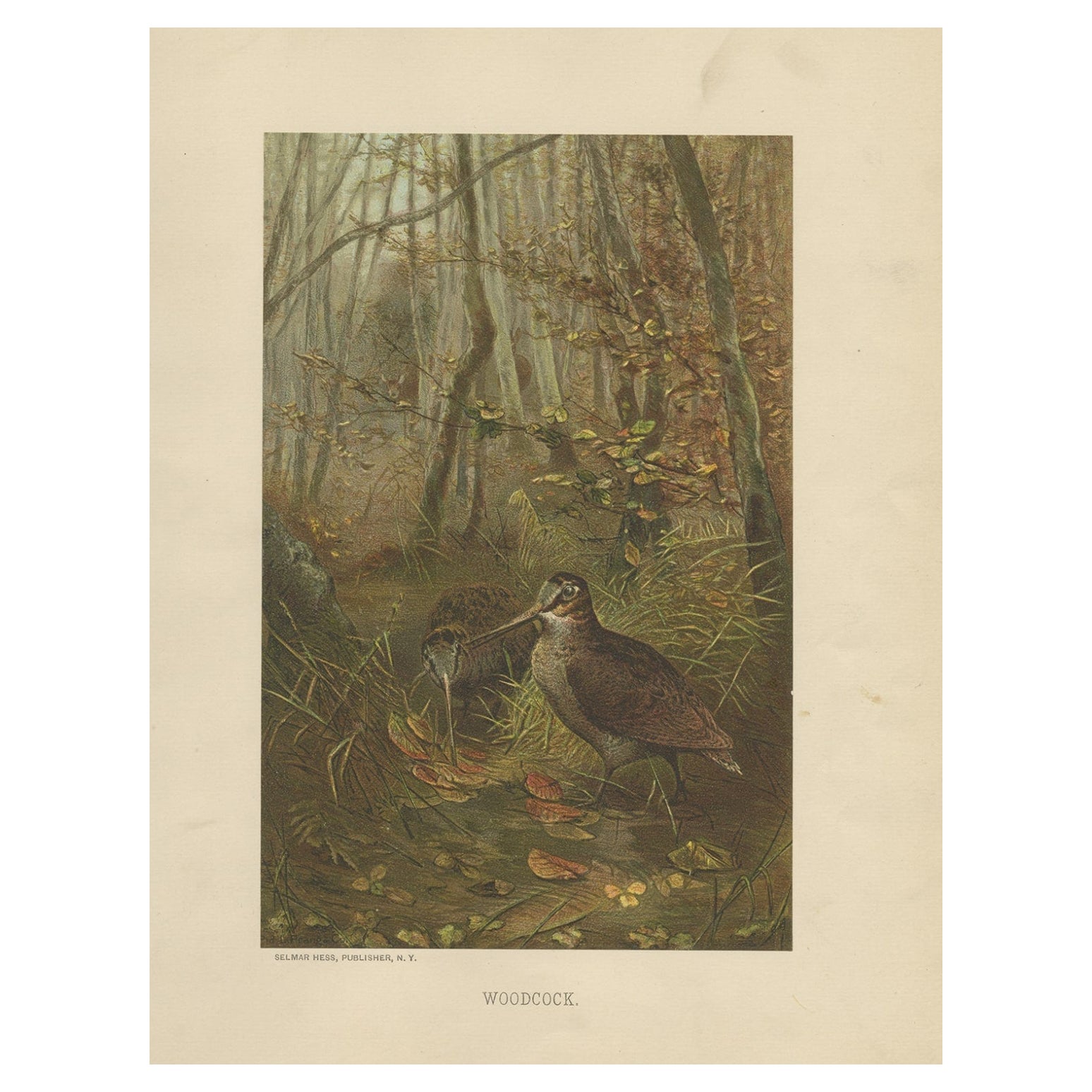Impression ancienne d'oiseau intitulée 'Woodcock'. Ancienne gravure d'oiseaux représentant la bécasse des bois, un oiseau échassier. Cette chromolithographie provient de la série d'histoire naturelle 